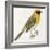 Birds: Passeriformes, Baya Weaver (Ploceus Philippinus)-null-Framed Giclee Print