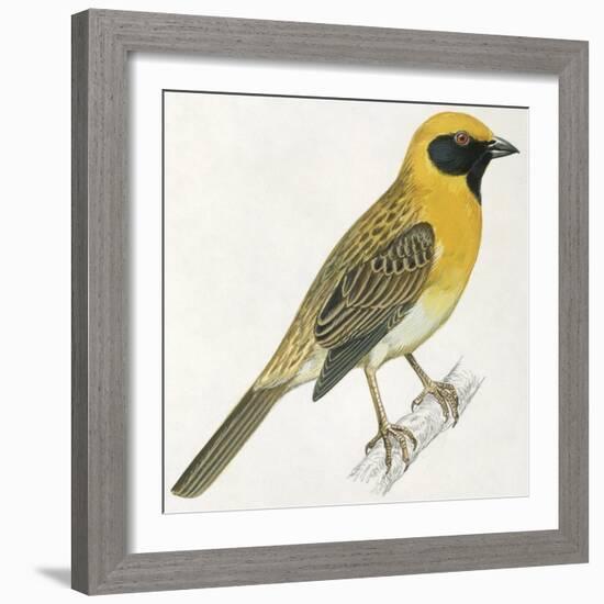 Birds: Passeriformes, Baya Weaver (Ploceus Philippinus)-null-Framed Giclee Print