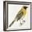 Birds: Passeriformes, Baya Weaver (Ploceus Philippinus)-null-Framed Giclee Print