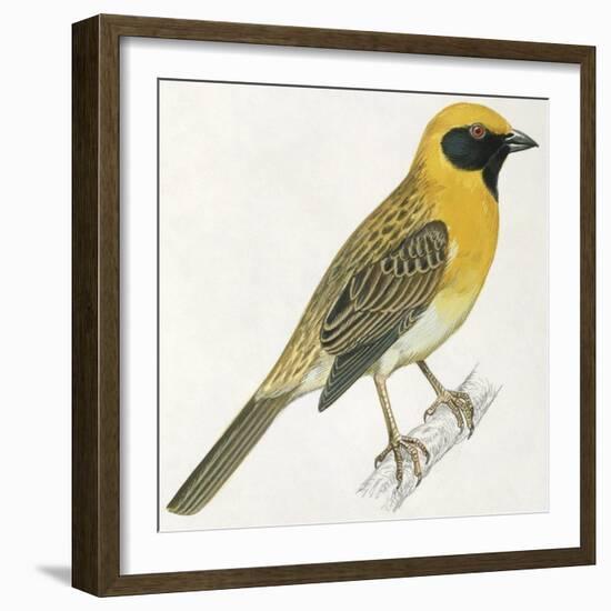 Birds: Passeriformes, Baya Weaver (Ploceus Philippinus)-null-Framed Giclee Print