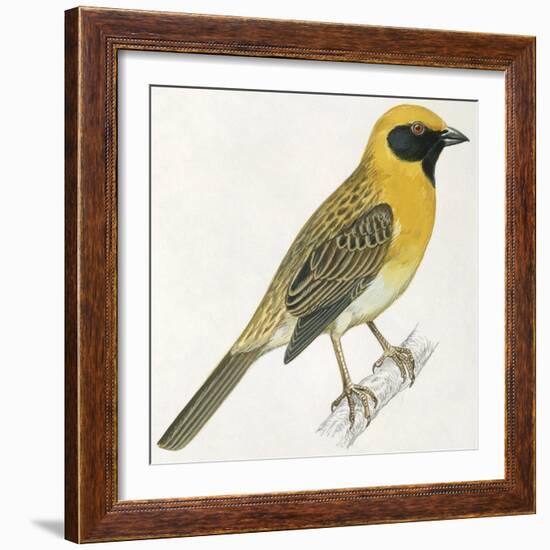 Birds: Passeriformes, Baya Weaver (Ploceus Philippinus)-null-Framed Giclee Print