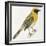 Birds: Passeriformes, Baya Weaver (Ploceus Philippinus)-null-Framed Giclee Print