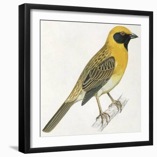 Birds: Passeriformes, Baya Weaver (Ploceus Philippinus)-null-Framed Giclee Print