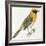 Birds: Passeriformes, Baya Weaver (Ploceus Philippinus)-null-Framed Giclee Print