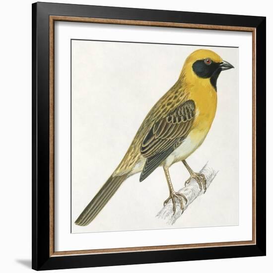 Birds: Passeriformes, Baya Weaver (Ploceus Philippinus)-null-Framed Giclee Print