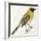 Birds: Passeriformes, Baya Weaver (Ploceus Philippinus)-null-Framed Giclee Print