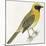 Birds: Passeriformes, Baya Weaver (Ploceus Philippinus)-null-Mounted Giclee Print