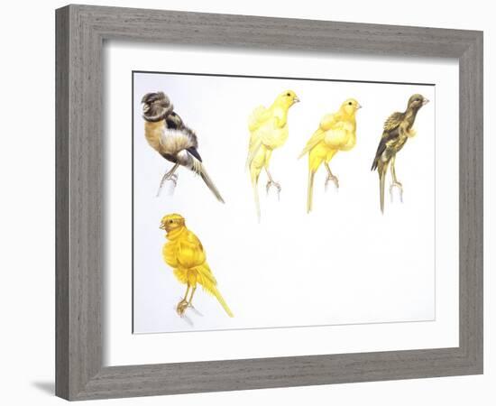 Birds: Passeriformes, Canaries (Serinus Canaria): Canary with Curled Plumange-null-Framed Giclee Print