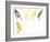 Birds: Passeriformes, Canaries (Serinus Canaria): Canary with Curled Plumange-null-Framed Giclee Print