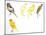 Birds: Passeriformes, Canaries (Serinus Canaria): Canary with Curled Plumange-null-Mounted Giclee Print