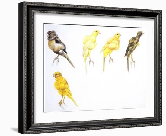 Birds: Passeriformes, Canaries (Serinus Canaria): Canary with Curled Plumange-null-Framed Giclee Print