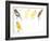 Birds: Passeriformes, Canaries (Serinus Canaria): Canary with Curled Plumange-null-Framed Giclee Print