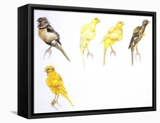 Birds: Passeriformes, Canaries (Serinus Canaria): Canary with Curled Plumange-null-Framed Premier Image Canvas