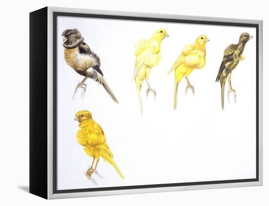 Birds: Passeriformes, Canaries (Serinus Canaria): Canary with Curled Plumange-null-Framed Premier Image Canvas