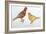 Birds: Passeriformes, Canaries (Serinus Canaria)-null-Framed Giclee Print