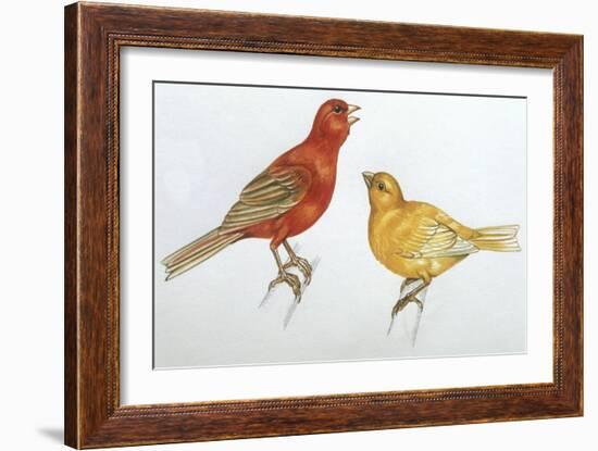 Birds: Passeriformes, Canaries (Serinus Canaria)-null-Framed Giclee Print