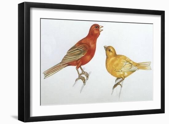 Birds: Passeriformes, Canaries (Serinus Canaria)-null-Framed Giclee Print