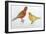 Birds: Passeriformes, Canaries (Serinus Canaria)-null-Framed Giclee Print