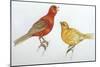 Birds: Passeriformes, Canaries (Serinus Canaria)-null-Mounted Giclee Print