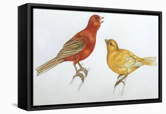 Birds: Passeriformes, Canaries (Serinus Canaria)-null-Framed Premier Image Canvas