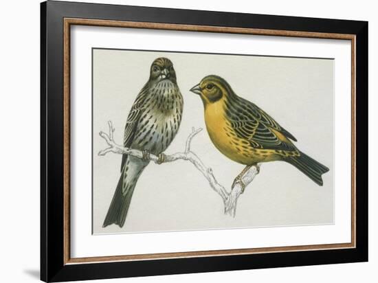 Birds: Passeriformes, Canary (Serinus Canaria) Couple-null-Framed Giclee Print