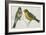 Birds: Passeriformes, Canary (Serinus Canaria) Couple-null-Framed Giclee Print