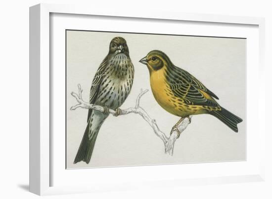 Birds: Passeriformes, Canary (Serinus Canaria) Couple-null-Framed Giclee Print