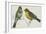 Birds: Passeriformes, Canary (Serinus Canaria) Couple-null-Framed Giclee Print