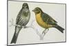 Birds: Passeriformes, Canary (Serinus Canaria) Couple-null-Mounted Giclee Print
