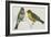 Birds: Passeriformes, Canary (Serinus Canaria) Couple-null-Framed Giclee Print