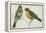 Birds: Passeriformes, Canary (Serinus Canaria) Couple-null-Framed Premier Image Canvas