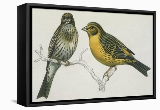 Birds: Passeriformes, Canary (Serinus Canaria) Couple-null-Framed Premier Image Canvas