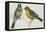 Birds: Passeriformes, Canary (Serinus Canaria) Couple-null-Framed Premier Image Canvas