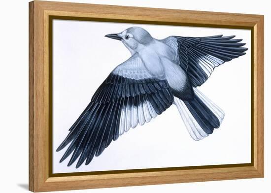 Birds: Passeriformes, Clark's Nutcracker (Nucifraga Columbiana)-null-Framed Premier Image Canvas