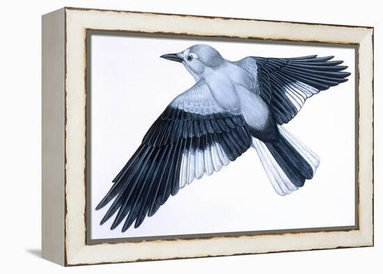 Birds: Passeriformes, Clark's Nutcracker (Nucifraga Columbiana)-null-Framed Premier Image Canvas