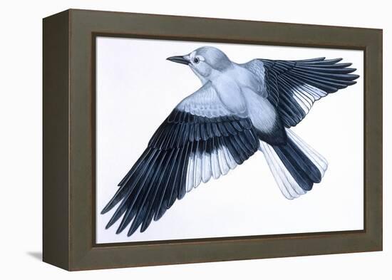 Birds: Passeriformes, Clark's Nutcracker (Nucifraga Columbiana)-null-Framed Premier Image Canvas