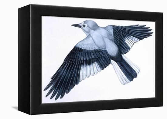 Birds: Passeriformes, Clark's Nutcracker (Nucifraga Columbiana)-null-Framed Premier Image Canvas