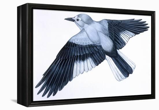 Birds: Passeriformes, Clark's Nutcracker (Nucifraga Columbiana)-null-Framed Premier Image Canvas