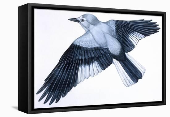 Birds: Passeriformes, Clark's Nutcracker (Nucifraga Columbiana)-null-Framed Premier Image Canvas