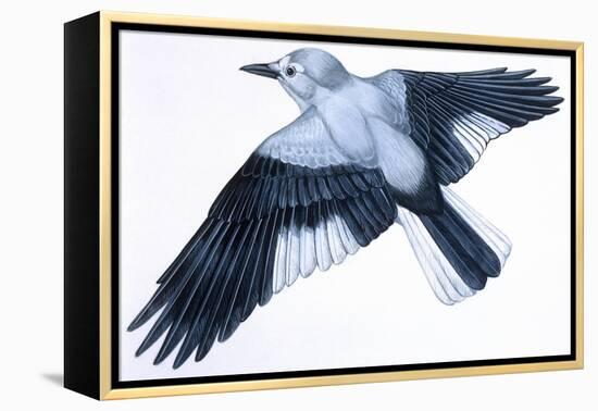Birds: Passeriformes, Clark's Nutcracker (Nucifraga Columbiana)-null-Framed Premier Image Canvas