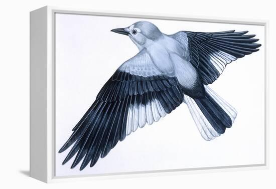 Birds: Passeriformes, Clark's Nutcracker (Nucifraga Columbiana)-null-Framed Premier Image Canvas