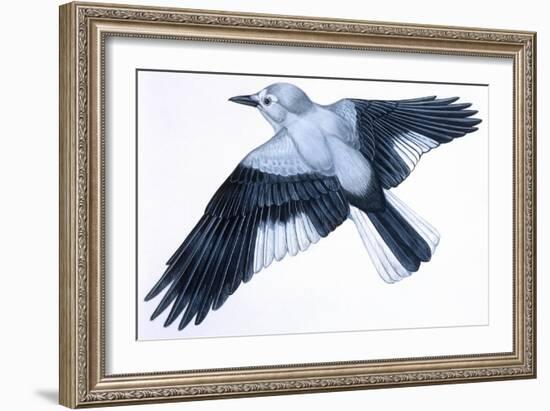 Birds: Passeriformes, Clark's Nutcracker (Nucifraga Columbiana)-null-Framed Giclee Print