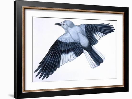 Birds: Passeriformes, Clark's Nutcracker (Nucifraga Columbiana)-null-Framed Giclee Print