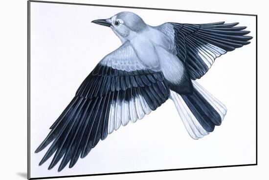 Birds: Passeriformes, Clark's Nutcracker (Nucifraga Columbiana)-null-Mounted Giclee Print