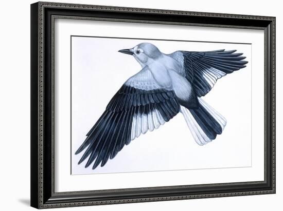 Birds: Passeriformes, Clark's Nutcracker (Nucifraga Columbiana)-null-Framed Giclee Print