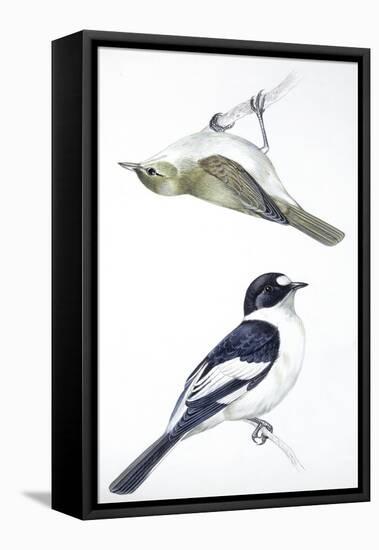 Birds: Passeriformes, Collared Flycatcher (Ficedula Albicollis) and Garden Warbler (Sylvia Borin)-null-Framed Premier Image Canvas