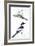 Birds: Passeriformes, Collared Flycatcher (Ficedula Albicollis) and Garden Warbler (Sylvia Borin)-null-Framed Giclee Print