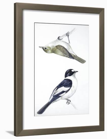 Birds: Passeriformes, Collared Flycatcher (Ficedula Albicollis) and Garden Warbler (Sylvia Borin)-null-Framed Giclee Print