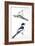 Birds: Passeriformes, Collared Flycatcher (Ficedula Albicollis) and Garden Warbler (Sylvia Borin)-null-Framed Giclee Print