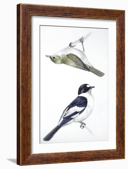 Birds: Passeriformes, Collared Flycatcher (Ficedula Albicollis) and Garden Warbler (Sylvia Borin)-null-Framed Giclee Print